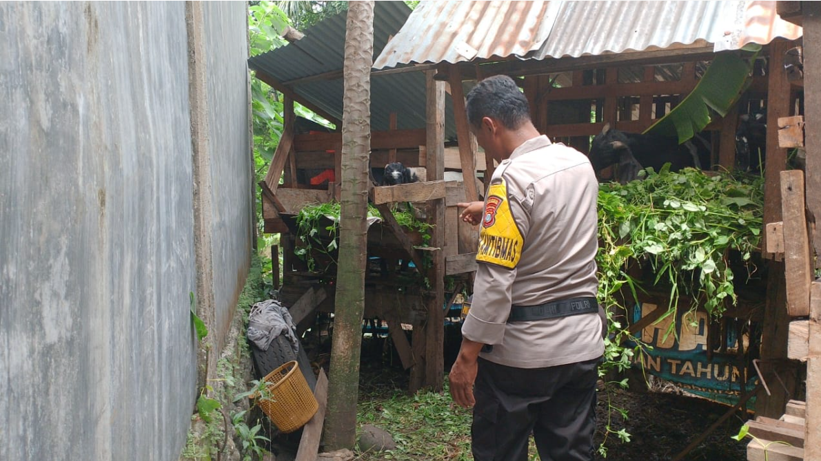 Bhabinkamtibmas Dukung Peternak Kambing, Tingkatkan Ketahanan Pangan