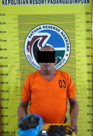 Seorang Residivis Narkoba Ditangkap di Padangsidimpuan, Ratusan Gram Ganja Disita